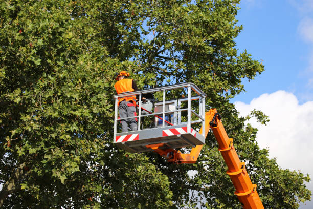 How Our Tree Care Process Works  in  Montpelier, VT